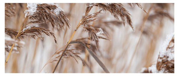 Tablou - Tei (120x50 cm)
