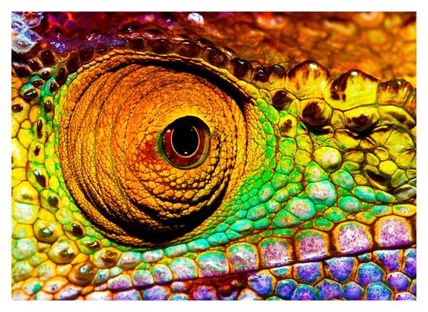 Tablou - Cameleon (70x50 cm)