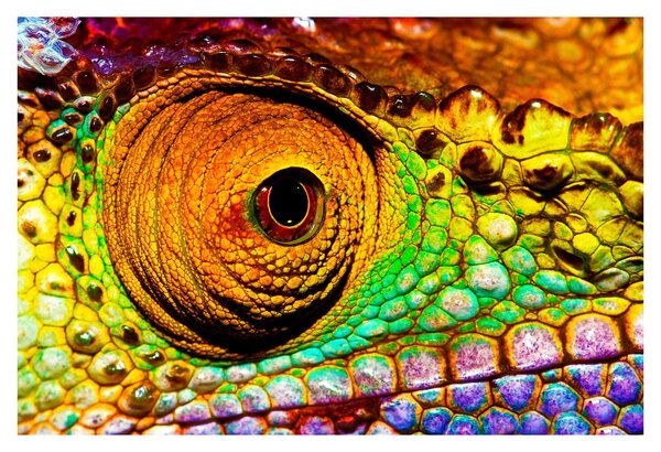 Tablou - Cameleon (90x60 cm)