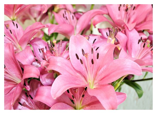 Tablou - Liliac roz (70x50 cm)