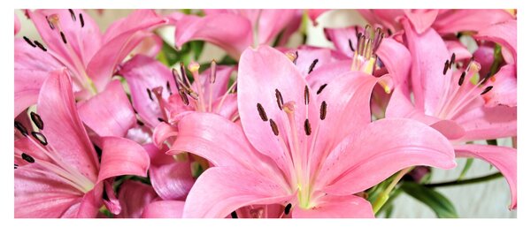 Tablou - Liliac roz (120x50 cm)
