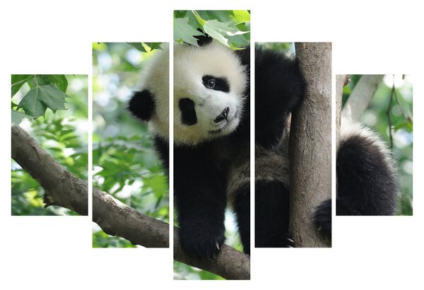 Tablou - Panda in copac (150x105 cm)