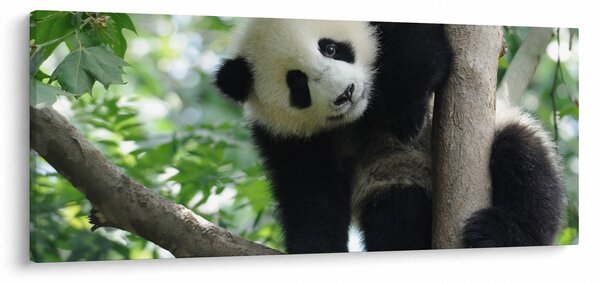 Tablou - Panda in copac (120x50 cm)