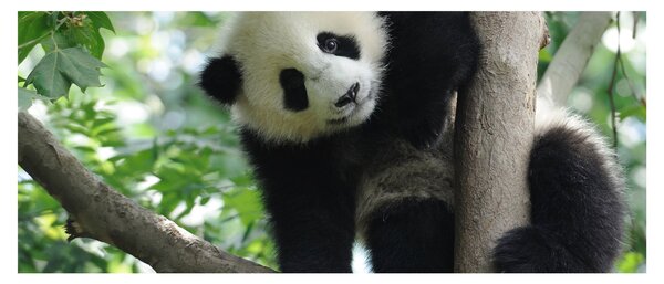 Tablou - Panda in copac (120x50 cm)