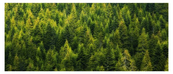 Tablou - Pădure deasă (120x50 cm)