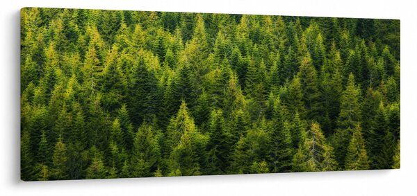 Tablou - Pădure deasă (120x50 cm)