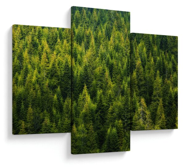 Tablou - Pădure deasă (90x60 cm)