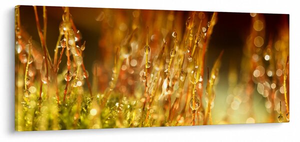 Tablou - Detaliu rouă (120x50 cm)