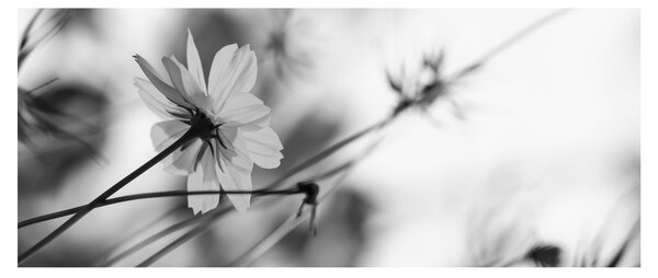 Tablou - Flori alb-negru (120x50 cm)