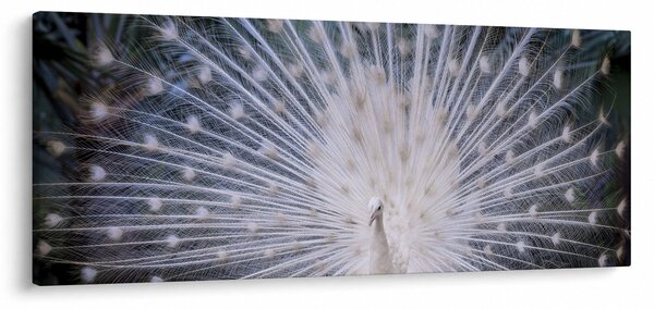 Tablou - Păun alb (120x50 cm)