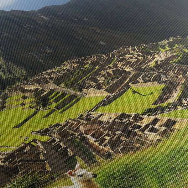 Tablou - Lame in Machu Picchu (90x60 cm)