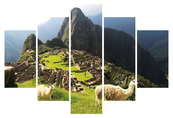 Tablou - Lame in Machu Picchu (150x105 cm)