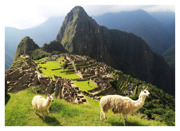 Tablou - Lame in Machu Picchu (70x50 cm)