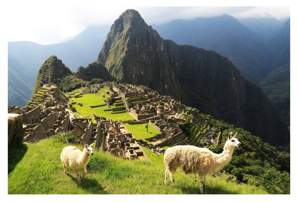 Tablou - Lame in Machu Picchu (90x60 cm)