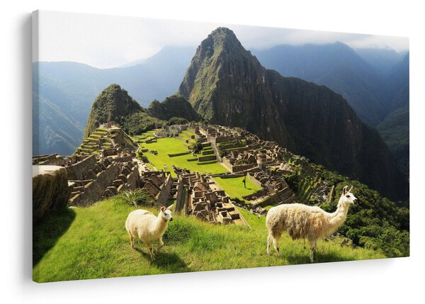 Tablou - Lame in Machu Picchu (90x60 cm)
