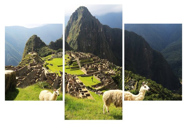 Tablou - Lame in Machu Picchu (90x60 cm)