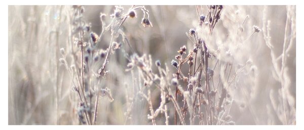 Tablou - Plante (120x50 cm)