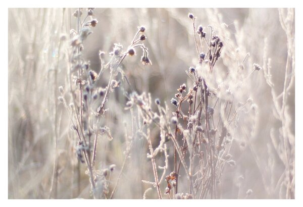 Tablou - Plante (90x60 cm)