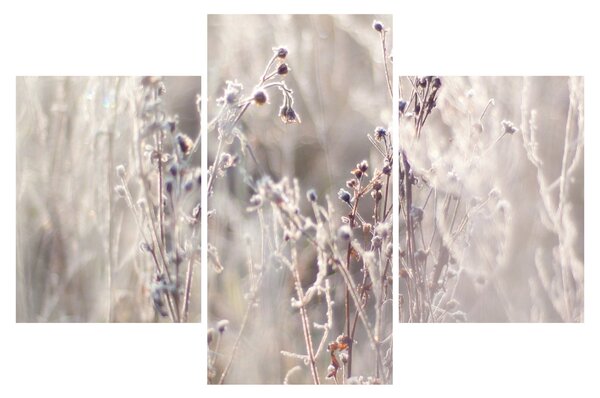 Tablou - Plante (90x60 cm)