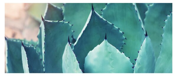 Tablou - Suculent (120x50 cm)