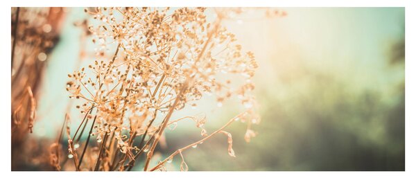 Tablou - Plante de luncă (120x50 cm)