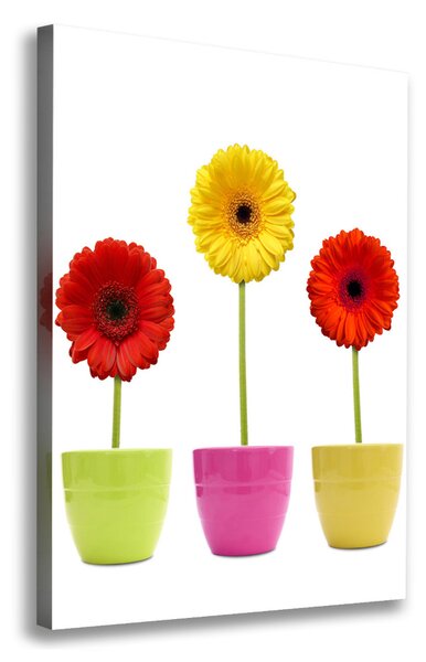 Pictură pe pânză gerbere colorate