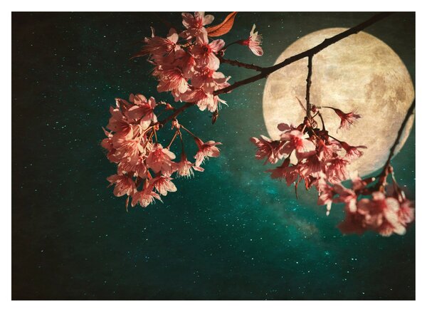 Tablou - Sakura în luna plină (70x50 cm)