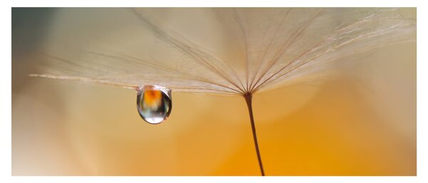 Tablou - Flori macro (120x50 cm)