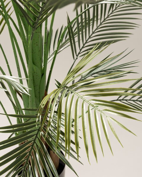 Palmier Areca în ghiveci 185 cm