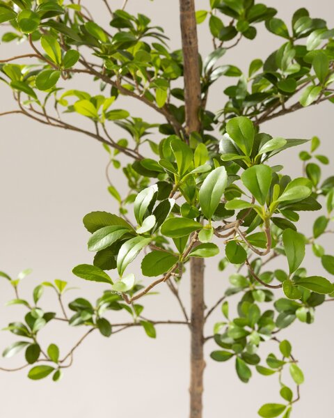Arbore decorativ Verdis în ghiveci 200 cm