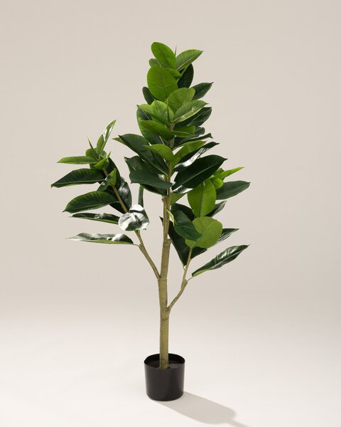 Ficus în ghiveci 145 cm