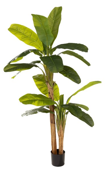 Bananier în ghiveci 210 cm