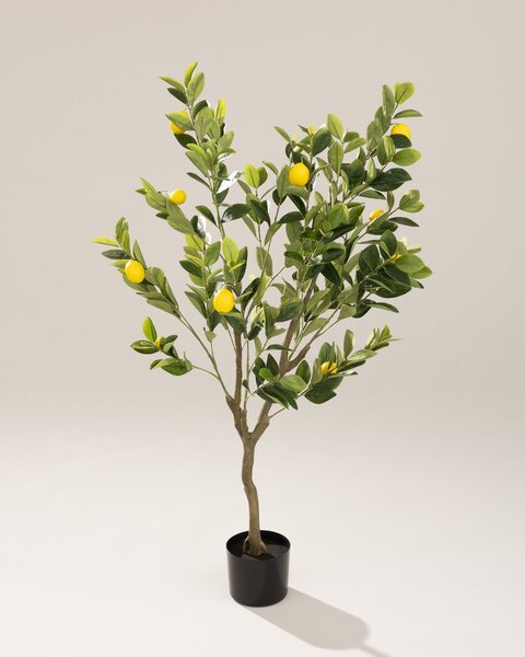 Lămâi Classic în ghiveci 125 cm