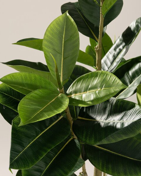 Ficus în ghiveci 145 cm