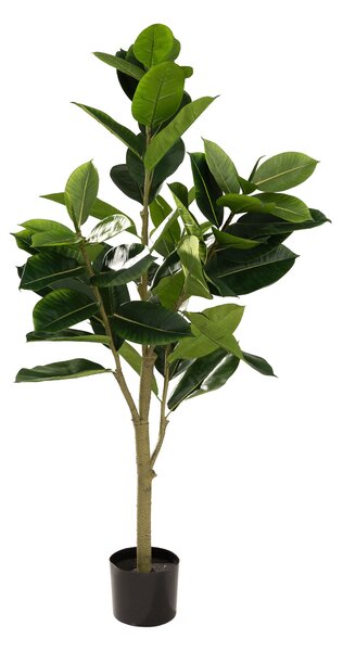 Ficus în ghiveci 145 cm