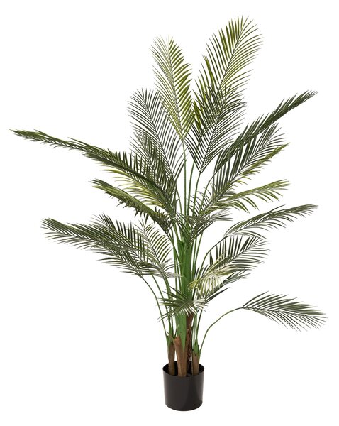 Palmier Areca în ghiveci 185 cm