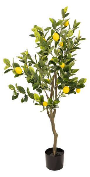 Lămâi Classic în ghiveci 125 cm
