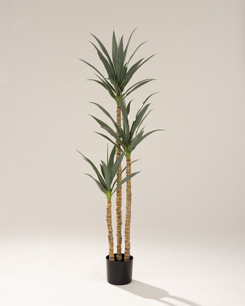 Yucca în ghiveci 160 cm