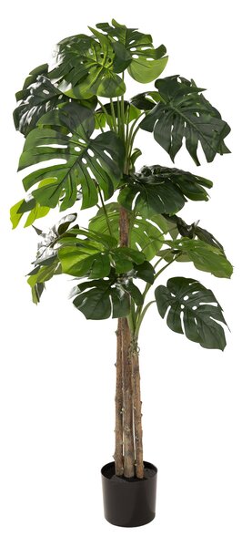 Monstera în ghiveci 145 cm