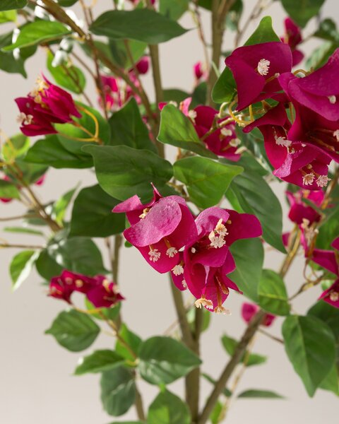 Bougainvillea în ghiveci 180 cm