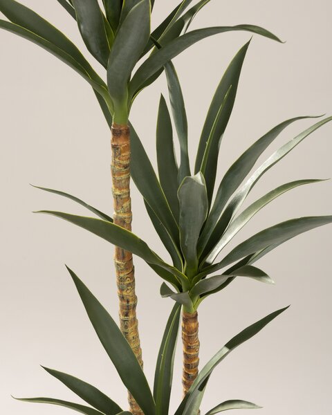 Yucca în ghiveci 160 cm