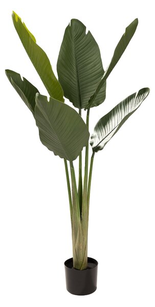 Strelitzia în ghiveci 130 cm