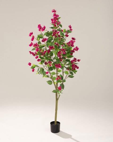 Bougainvillea în ghiveci 180 cm