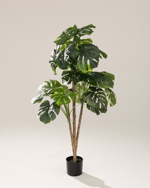 Monstera în ghiveci 145 cm