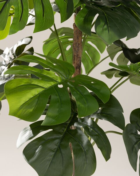 Monstera în ghiveci 145 cm