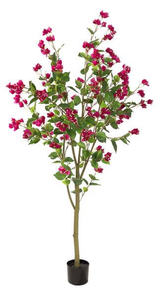 Bougainvillea în ghiveci 180 cm