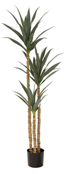Yucca în ghiveci 160 cm