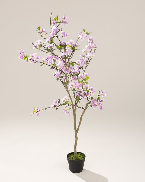 Sakura în ghiveci 130 cm