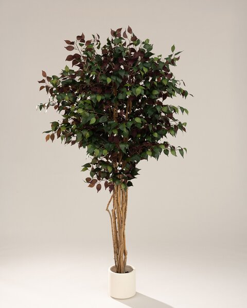 Arbore decorativ Burgundy în ghiveci 210 cm