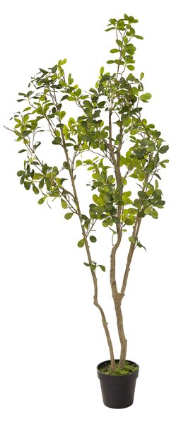 Arbore Livo în ghiveci 180 cm